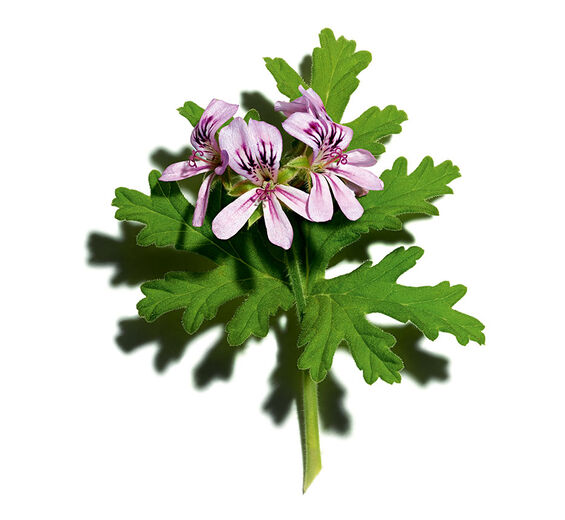 Sweet Scented Geranium-Sweet scented geranium essential oil-Pelargonium graveolens flower oil