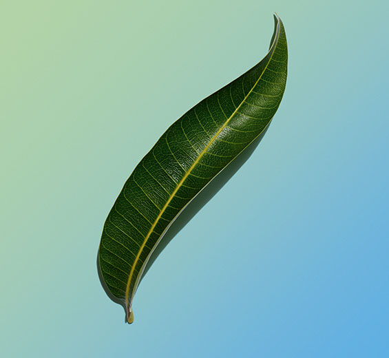 Mango Tree-Organic mango leaf extract-Mangifera indica (mango) leaf extract