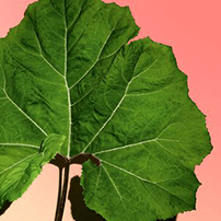 Organic petasite extract